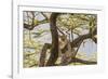 Africa, Kenya, Samburu National Reserve. African Leopard in tree.-Emily Wilson-Framed Photographic Print