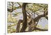 Africa, Kenya, Samburu National Reserve. African Leopard in tree.-Emily Wilson-Framed Photographic Print