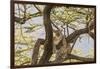 Africa, Kenya, Samburu National Reserve. African Leopard in tree.-Emily Wilson-Framed Photographic Print