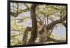 Africa, Kenya, Samburu National Reserve. African Leopard in tree.-Emily Wilson-Framed Photographic Print