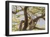 Africa, Kenya, Samburu National Reserve. African Leopard in tree.-Emily Wilson-Framed Photographic Print