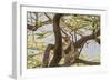 Africa, Kenya, Samburu National Reserve. African Leopard in tree.-Emily Wilson-Framed Photographic Print