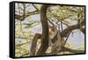 Africa, Kenya, Samburu National Reserve. African Leopard in tree.-Emily Wilson-Framed Stretched Canvas