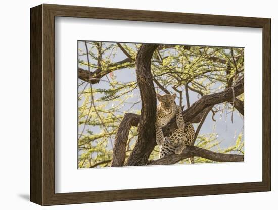 Africa, Kenya, Samburu National Reserve. African Leopard in tree.-Emily Wilson-Framed Photographic Print