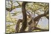 Africa, Kenya, Samburu National Reserve. African Leopard in tree.-Emily Wilson-Mounted Photographic Print