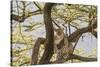 Africa, Kenya, Samburu National Reserve. African Leopard in tree.-Emily Wilson-Stretched Canvas