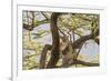 Africa, Kenya, Samburu National Reserve. African Leopard in tree.-Emily Wilson-Framed Photographic Print