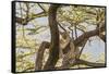 Africa, Kenya, Samburu National Reserve. African Leopard in tree.-Emily Wilson-Framed Stretched Canvas