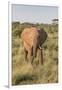Africa, Kenya, Samburu National Reserve. Elephants in Savannah.(Loxodonta Africana.-Emily Wilson-Framed Photographic Print
