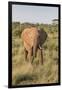 Africa, Kenya, Samburu National Reserve. Elephants in Savannah.(Loxodonta Africana.-Emily Wilson-Framed Photographic Print