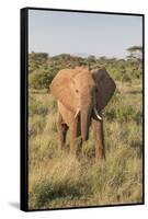 Africa, Kenya, Samburu National Reserve. Elephants in Savannah.(Loxodonta Africana.-Emily Wilson-Framed Stretched Canvas