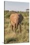 Africa, Kenya, Samburu National Reserve. Elephants in Savannah.(Loxodonta Africana.-Emily Wilson-Stretched Canvas