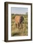 Africa, Kenya, Samburu National Reserve. Elephants in Savannah.(Loxodonta Africana.-Emily Wilson-Framed Photographic Print