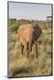 Africa, Kenya, Samburu National Reserve. Elephants in Savannah.(Loxodonta Africana.-Emily Wilson-Mounted Photographic Print