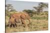 Africa, Kenya, Samburu National Reserve. Elephants in Savannah.-Emily Wilson-Stretched Canvas