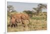 Africa, Kenya, Samburu National Reserve. Elephants in Savannah.-Emily Wilson-Framed Photographic Print