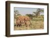 Africa, Kenya, Samburu National Reserve. Elephants in Savannah.-Emily Wilson-Framed Photographic Print