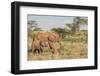 Africa, Kenya, Samburu National Reserve. Elephants in Savannah.-Emily Wilson-Framed Photographic Print