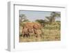 Africa, Kenya, Samburu National Reserve. Elephants in Savannah.-Emily Wilson-Framed Photographic Print