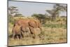 Africa, Kenya, Samburu National Reserve. Elephants in Savannah.-Emily Wilson-Mounted Photographic Print