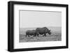 Africa, Kenya, Serengeti, Maasai Mara. Black rhinoceros, Critically endangered.-Cindy Miller Hopkins-Framed Photographic Print