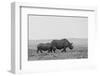 Africa, Kenya, Serengeti, Maasai Mara. Black rhinoceros, Critically endangered.-Cindy Miller Hopkins-Framed Photographic Print