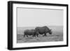 Africa, Kenya, Serengeti, Maasai Mara. Black rhinoceros, Critically endangered.-Cindy Miller Hopkins-Framed Photographic Print