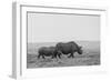 Africa, Kenya, Serengeti, Maasai Mara. Black rhinoceros, Critically endangered.-Cindy Miller Hopkins-Framed Photographic Print