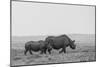 Africa, Kenya, Serengeti, Maasai Mara. Black rhinoceros, Critically endangered.-Cindy Miller Hopkins-Mounted Photographic Print