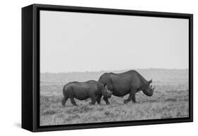 Africa, Kenya, Serengeti, Maasai Mara. Black rhinoceros, Critically endangered.-Cindy Miller Hopkins-Framed Stretched Canvas