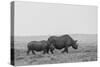 Africa, Kenya, Serengeti, Maasai Mara. Black rhinoceros, Critically endangered.-Cindy Miller Hopkins-Stretched Canvas