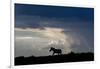 Africa, Kenya, Serengeti, Maasai Mara. Burchell's zebra. Sihouette of zebra with stormy sky-Cindy Miller Hopkins-Framed Photographic Print