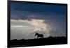 Africa, Kenya, Serengeti, Maasai Mara. Burchell's zebra. Sihouette of zebra with stormy sky-Cindy Miller Hopkins-Framed Photographic Print