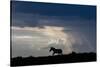 Africa, Kenya, Serengeti, Maasai Mara. Burchell's zebra. Sihouette of zebra with stormy sky-Cindy Miller Hopkins-Stretched Canvas