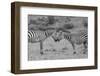 Africa, Kenya, Serengeti, Maasai Mara. Plains zebra aka common or Burchell's zebra-Cindy Miller Hopkins-Framed Photographic Print