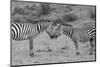 Africa, Kenya, Serengeti, Maasai Mara. Plains zebra aka common or Burchell's zebra-Cindy Miller Hopkins-Mounted Photographic Print