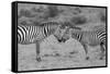 Africa, Kenya, Serengeti, Maasai Mara. Plains zebra aka common or Burchell's zebra-Cindy Miller Hopkins-Framed Stretched Canvas