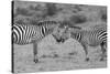 Africa, Kenya, Serengeti, Maasai Mara. Plains zebra aka common or Burchell's zebra-Cindy Miller Hopkins-Stretched Canvas