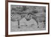 Africa, Kenya, Serengeti, Maasai Mara. Plains zebra aka common or Burchell's zebra-Cindy Miller Hopkins-Framed Photographic Print