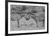 Africa, Kenya, Serengeti, Maasai Mara. Plains zebra aka common or Burchell's zebra-Cindy Miller Hopkins-Framed Photographic Print