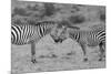 Africa, Kenya, Serengeti, Maasai Mara. Plains zebra aka common or Burchell's zebra-Cindy Miller Hopkins-Mounted Photographic Print