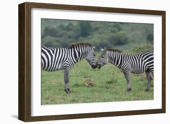 Africa, Kenya, Serengeti, Maasai Mara. Plains zebra aka common or Burchell's zebra-Cindy Miller Hopkins-Framed Photographic Print