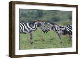 Africa, Kenya, Serengeti, Maasai Mara. Plains zebra aka common or Burchell's zebra-Cindy Miller Hopkins-Framed Photographic Print