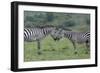 Africa, Kenya, Serengeti, Maasai Mara. Plains zebra aka common or Burchell's zebra-Cindy Miller Hopkins-Framed Photographic Print