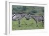 Africa, Kenya, Serengeti, Maasai Mara. Plains zebra aka common or Burchell's zebra-Cindy Miller Hopkins-Framed Photographic Print