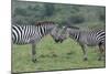 Africa, Kenya, Serengeti, Maasai Mara. Plains zebra aka common or Burchell's zebra-Cindy Miller Hopkins-Mounted Photographic Print