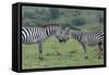 Africa, Kenya, Serengeti, Maasai Mara. Plains zebra aka common or Burchell's zebra-Cindy Miller Hopkins-Framed Stretched Canvas