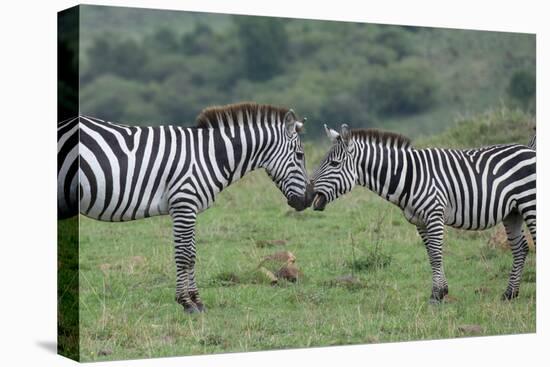 Africa, Kenya, Serengeti, Maasai Mara. Plains zebra aka common or Burchell's zebra-Cindy Miller Hopkins-Stretched Canvas