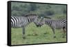 Africa, Kenya, Serengeti, Maasai Mara. Plains zebra aka common or Burchell's zebra-Cindy Miller Hopkins-Framed Stretched Canvas