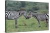 Africa, Kenya, Serengeti, Maasai Mara. Plains zebra aka common or Burchell's zebra-Cindy Miller Hopkins-Stretched Canvas